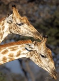 Vumbura Giraffe4 Vumbura Giraffe4